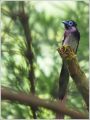サンコウチョウ