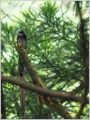 サンコウチョウ