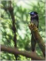 サンコウチョウ