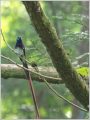 サンコウチョウ
