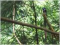 サンコウチョウ