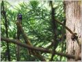 サンコウチョウ