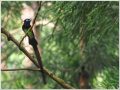 サンコウチョウ