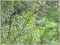 サンコウチョウ
