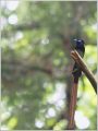 サンコウチョウ