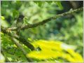 サンコウチョウ サンコウチョウ