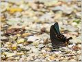ミヤマカラスアゲハ ミヤマカラスアゲハ