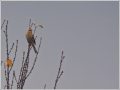 ミヤマホオジロ ミヤマホオジロ