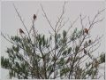 ウソ ウソ