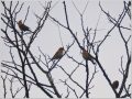 アトリ アトリ