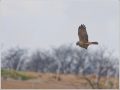 チュウヒ チュウヒ