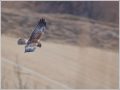 チュウヒ チュウヒ