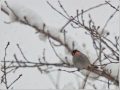 ウソ