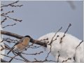 ウソ