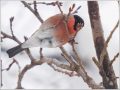 ウソ