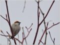 ニュウナイスズメ ニュウナイスズメ