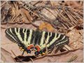 ギフチョウ ギフチョウ