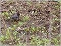 クロツグミ クロツグミ