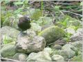 カワガラス カワガラス