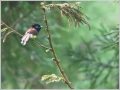 サンコウチョウ サンコウチョウ