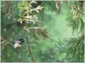サンコウチョウ サンコウチョウ
