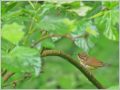 ヤブサメ ヤブサメ