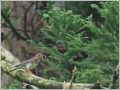 クロツグミ
