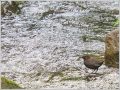 カワガラス カワガラス