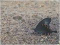 カラスアゲハ カラスアゲハ