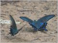 カラスアゲハ
