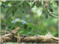 キビタキ