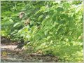 クロツグミ