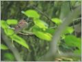 サンコウチョウ