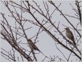 ツグミ