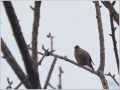 ウソ ウソ
