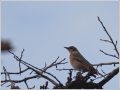 ハチジョウツグミ ハチジョウツグミ