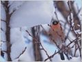 ウソ ウソ