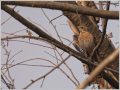 ハチジョウツグミ ハチジョウツグミ