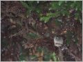 キクイタダキ キクイタダキ