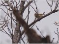キクイタダキ キクイタダキ