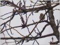 キクイタダキ キクイタダキ