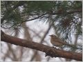 ハチジョウツグミ ハチジョウツグミ