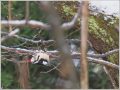 アカゲラ アカゲラ