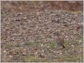 ハチジョウツグミ ハチジョウツグミ