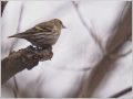 マヒワ マヒワ