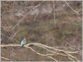 カワセミ カワセミ