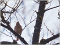 ハチジョウツグミ ハチジョウツグミ