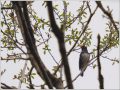 クロツグミ クロツグミ