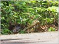 クロツグミ クロツグミ