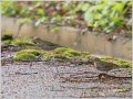 ビンズイ